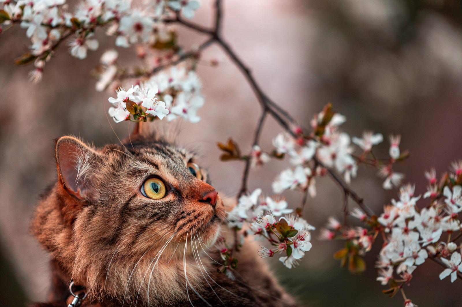 Bild_1_Blog_Gassi_gehen_mit_Katze_2 Bild_1_Blog_Gassi_gehen_mit_Katze_2