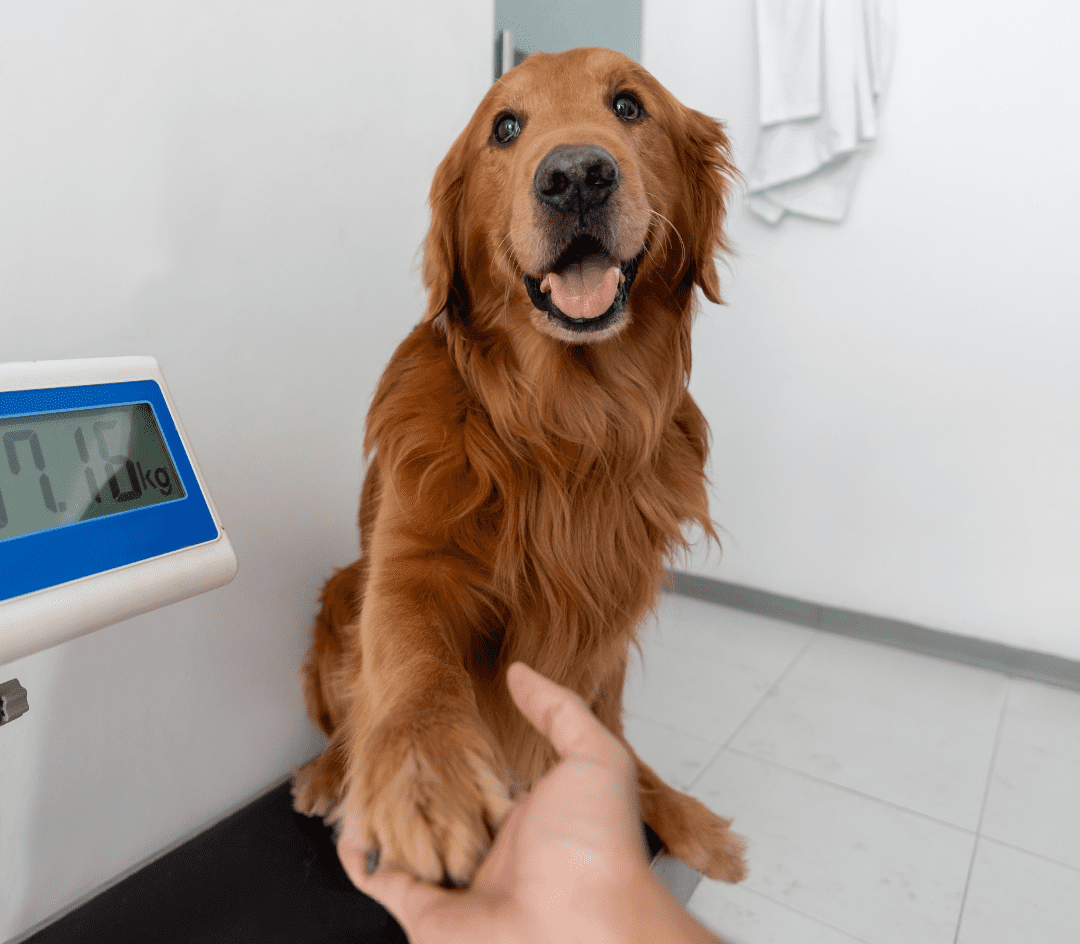 1_hunde-uebergewicht 1_hunde-uebergewicht
