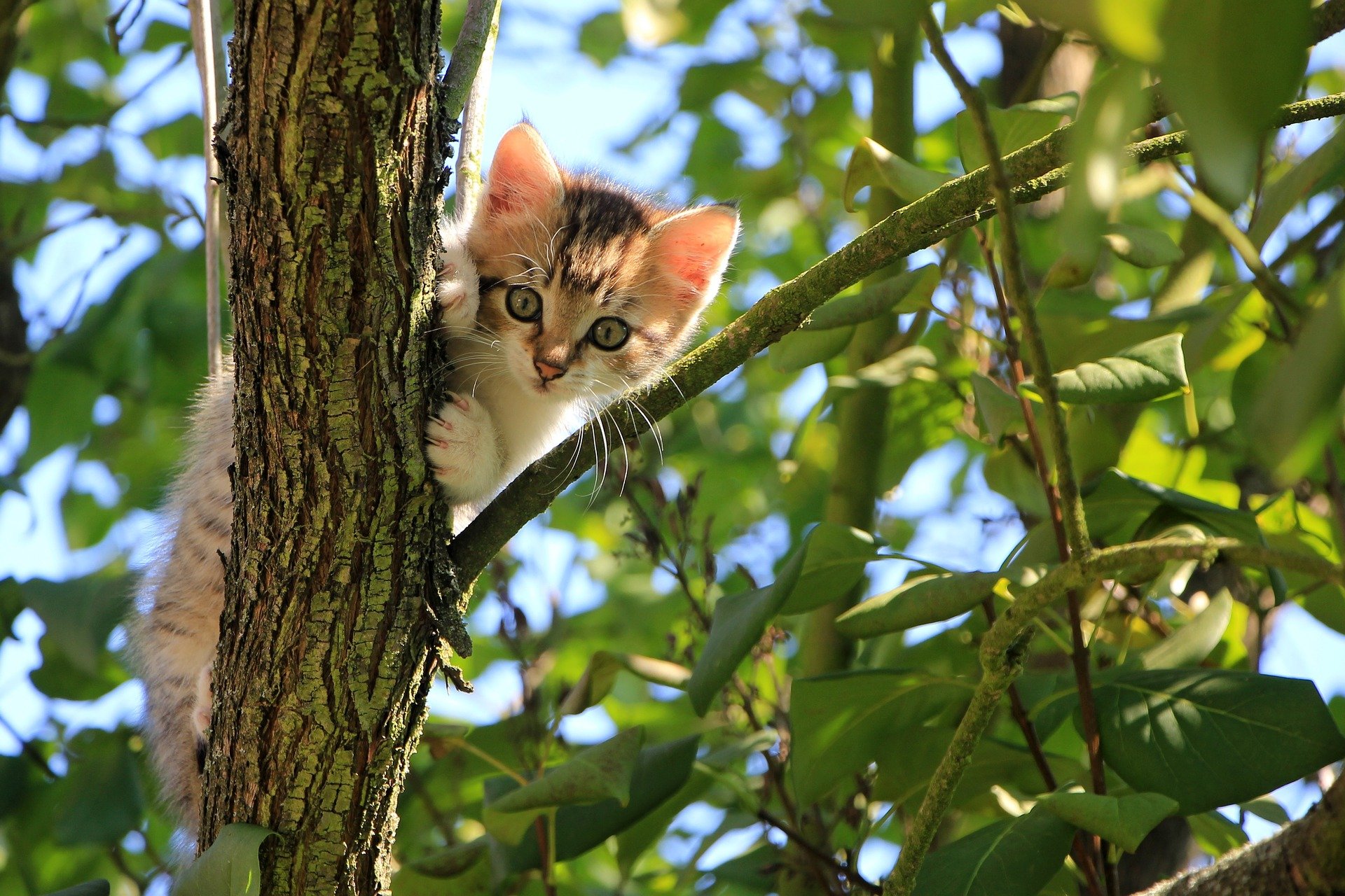cat on tree