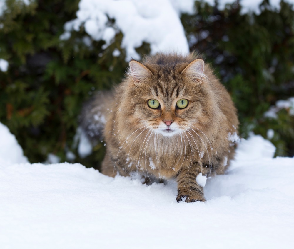 Katzen im Winter Bild 4