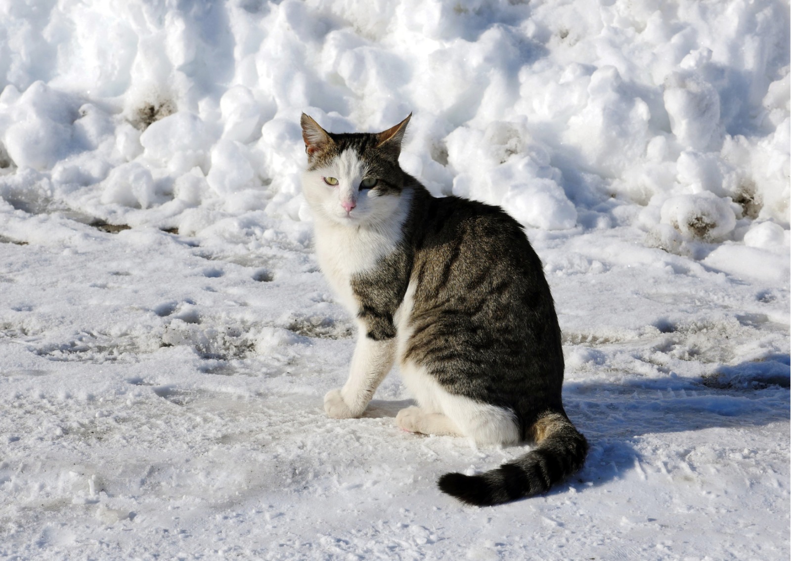 streunerkatze