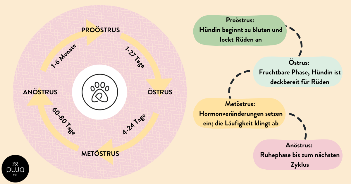 Läufigkeit bei Hündinnen PUJA Pet